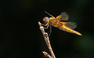 Blue Chaser (Female, Libellula fulva)